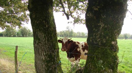 Au Rythme du Bocage
