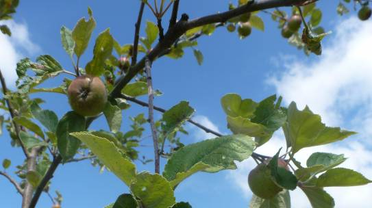 Animation Taille des arbres fruitiers le 28 janvier 2017