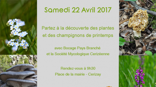 Découverte des plantes et champignons de printemps