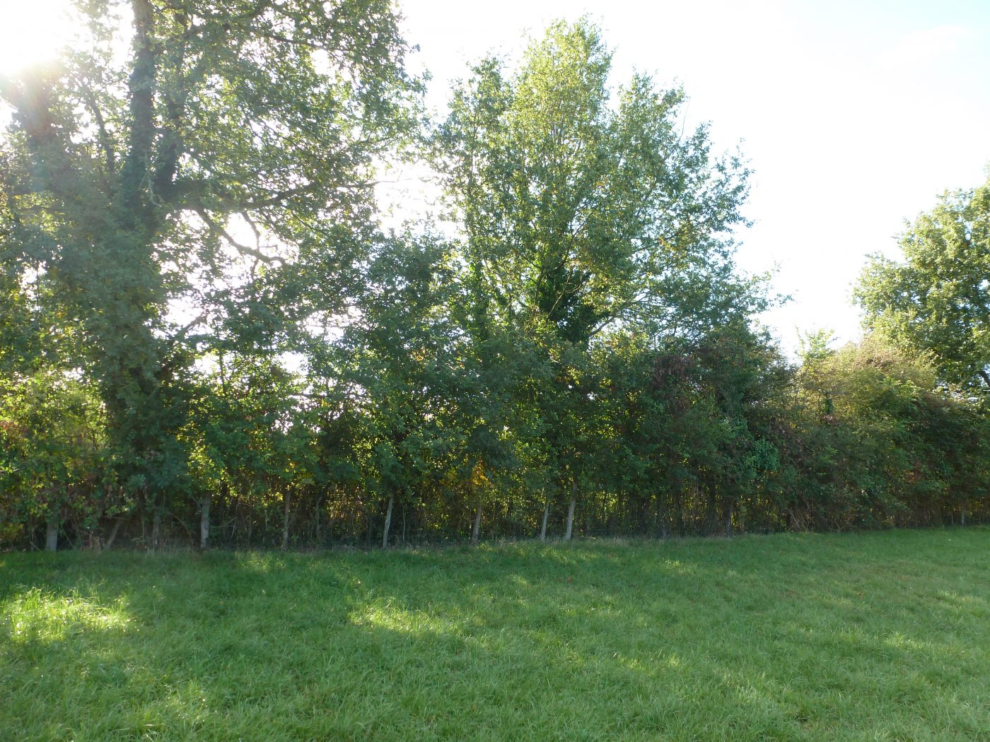 La ressource en bois en Thouarsais