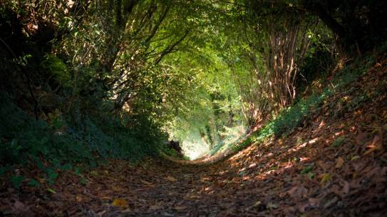 Les chemins creux