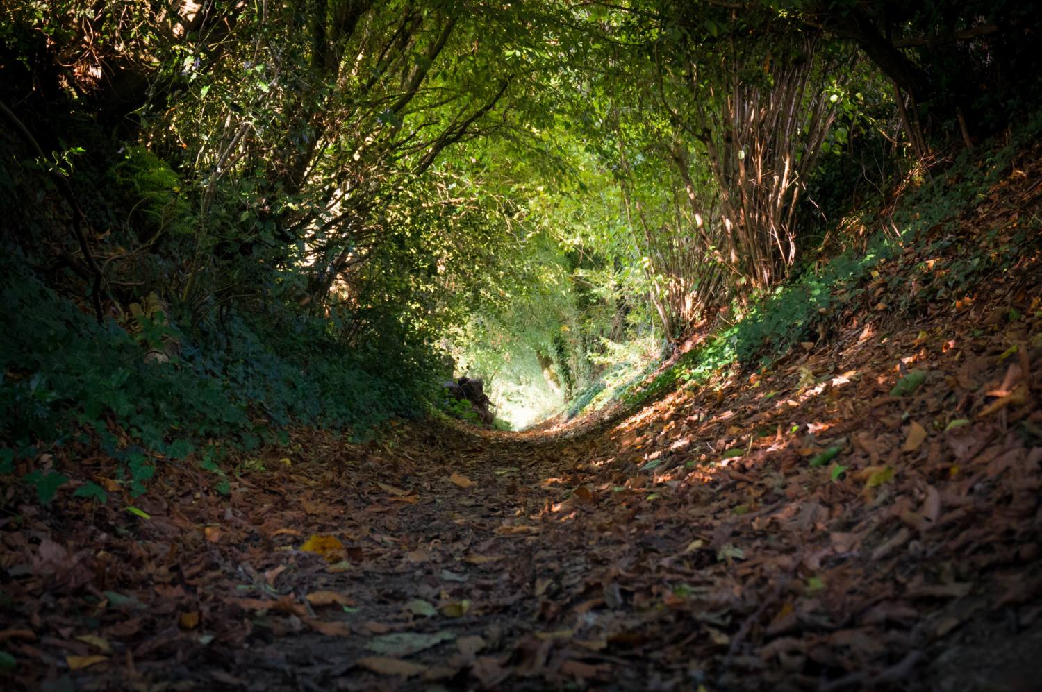 Les chemins creux